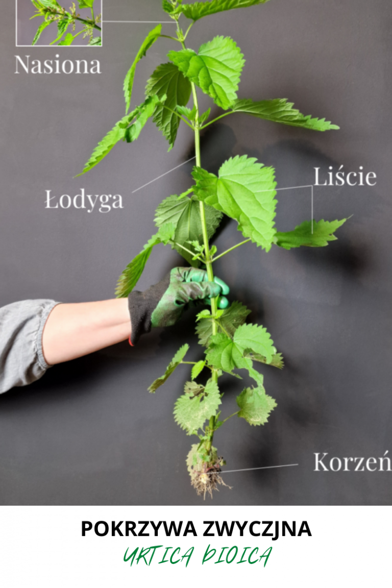 pokrzywa cała roślina