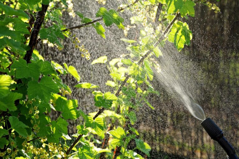 Naturalny nawóz z pokrzywy 