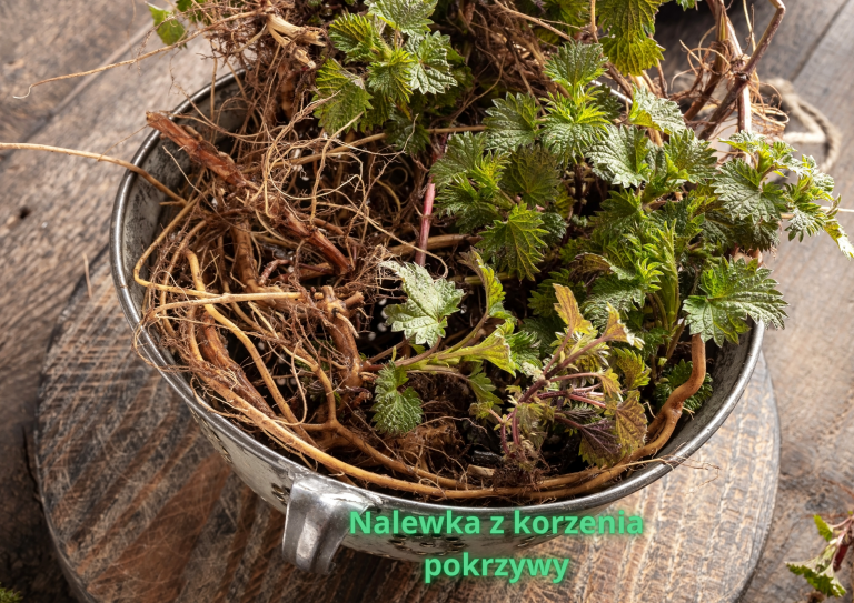 Nalewka z korzenia pokrzywy