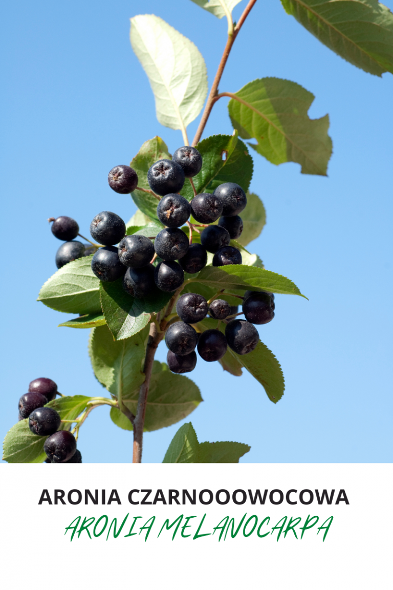 Aronia czarnoowocowa