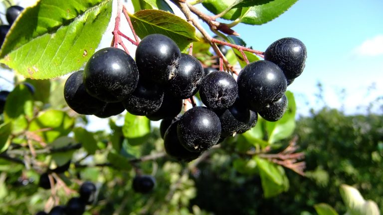 Aronia dobra na wszystko