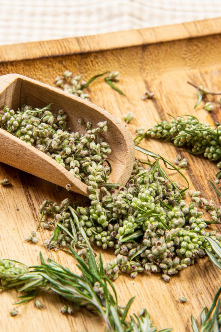 artemisia annua