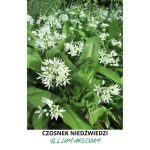 Cebula jadalna, ciekawostki i historia