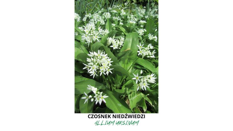 czosnek niedźwiedzi, białe kwiaty czosnku niedźwiedziego