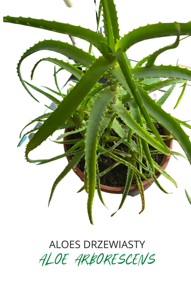 Aloes drzewiasty