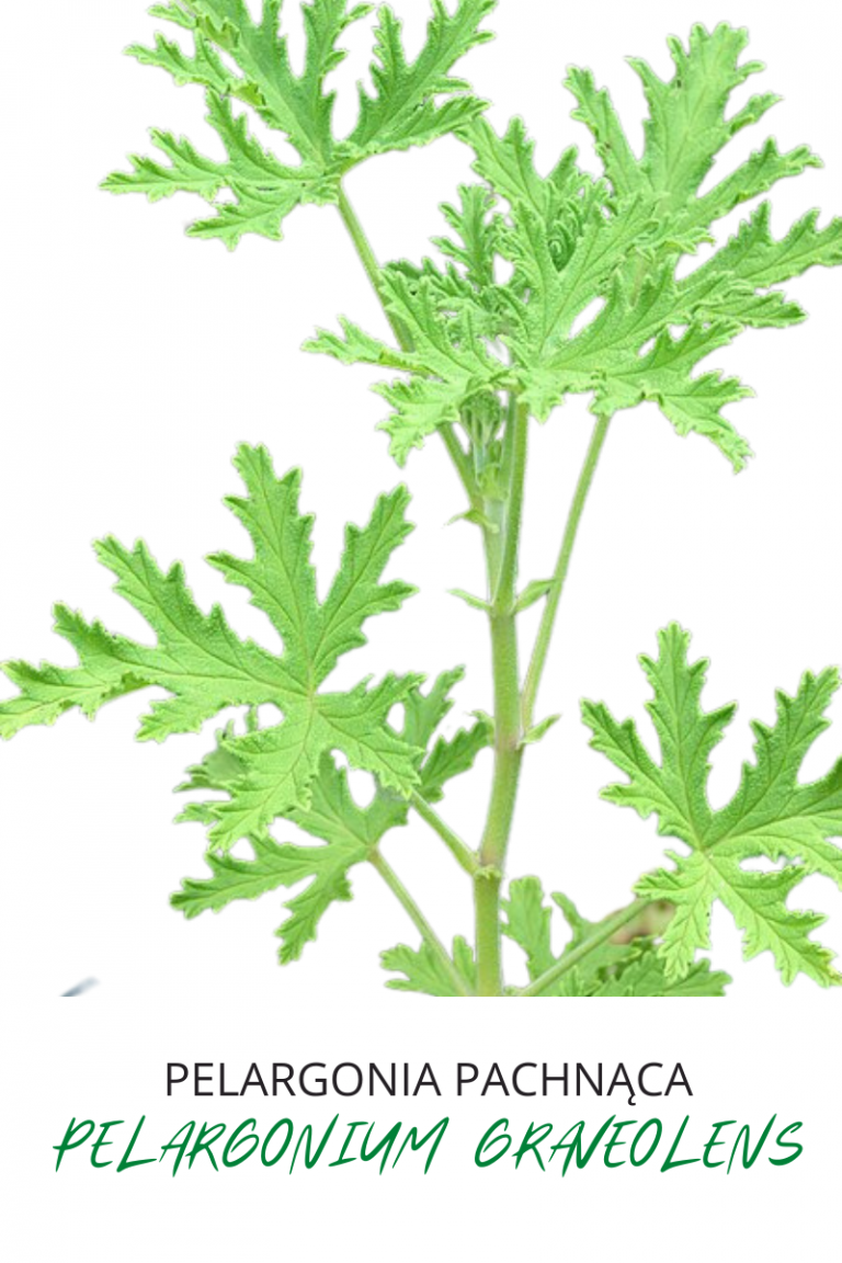 Pelargonia pachąca
