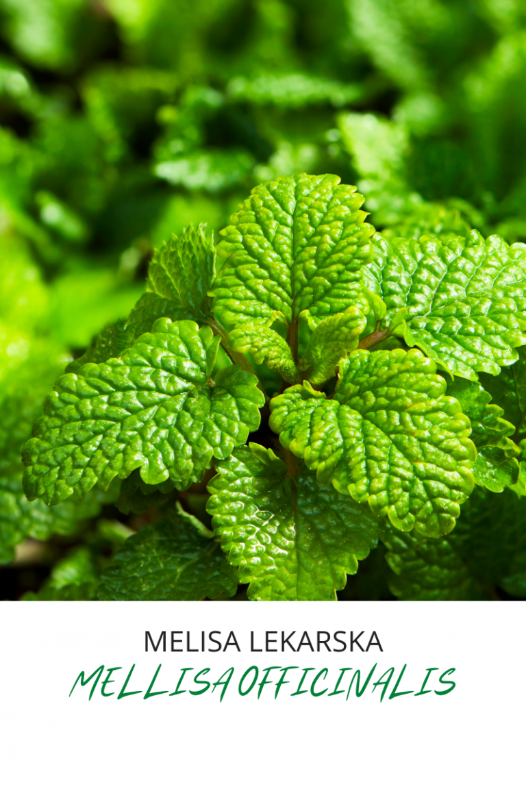 melisa