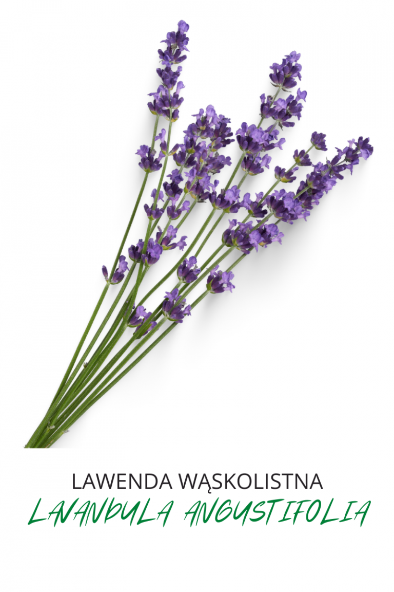 lawenda