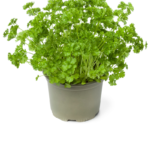 Macerat glistnikowy – Maceratio Chelidonii